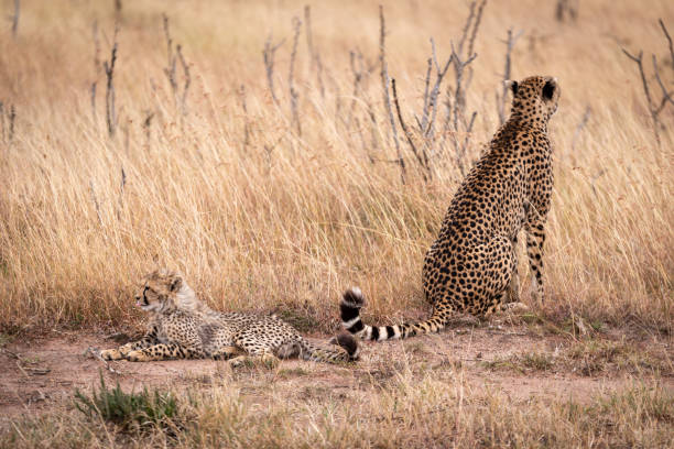 istock Cheetah sitting and cub lying in grass 1061719078
