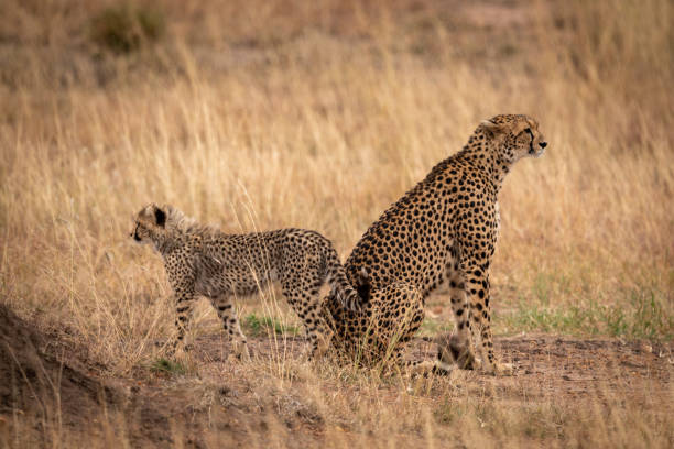 istock Cheetah sitting back-to-back with cub in grass 1061719118