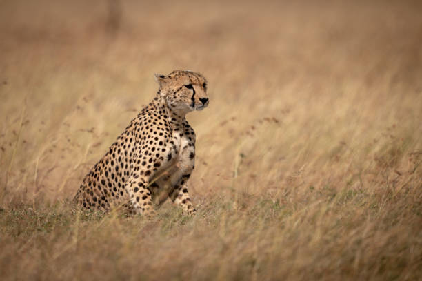 istock Cheetah sitting in long grass facing right 1061719192