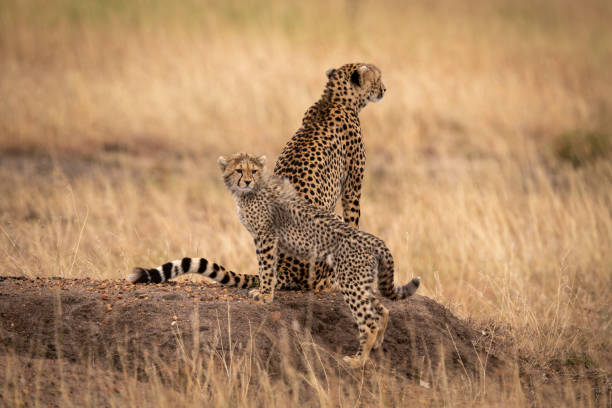 istock Cheetah sitting on earth mound by cub 1061719264