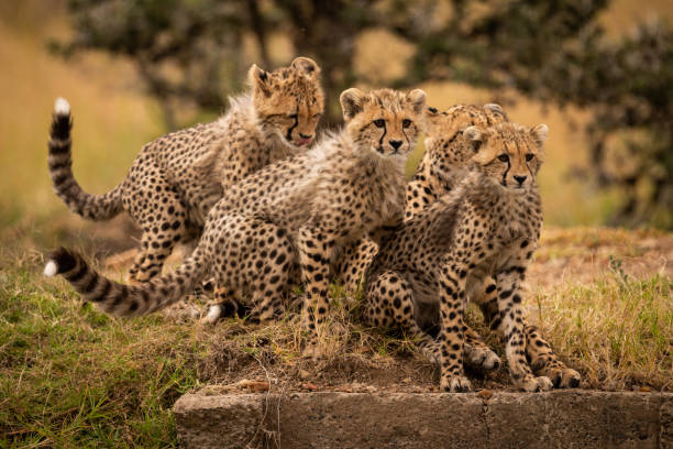 istock Cheetah sitting on grass with three cubs 1061719288