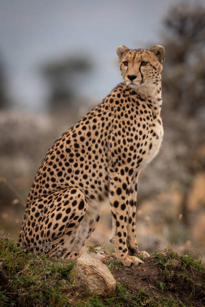istock Cheetah sitting on grassy mound turning head 1061719308