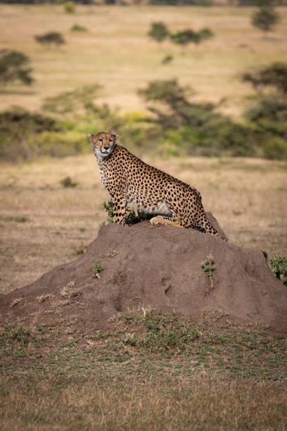 istock Cheetah sitting on termite mound in savannah 1061719340