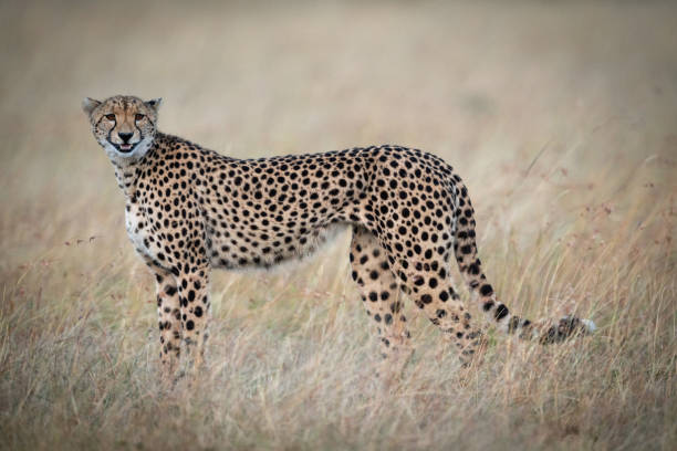 istock Cheetah standing in grass appearing to smile 1061719370