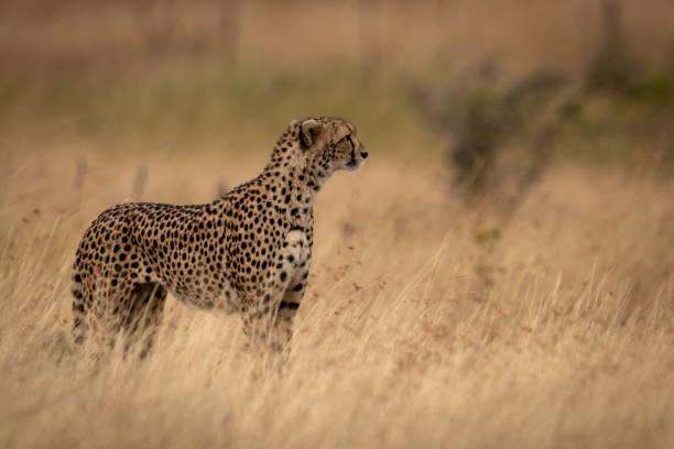 istock Cheetah standing in grass with head up 1061719394