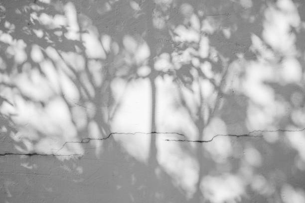 istock Black and White abstract background textuer of shadows leaf on a concrete wall 1061719482