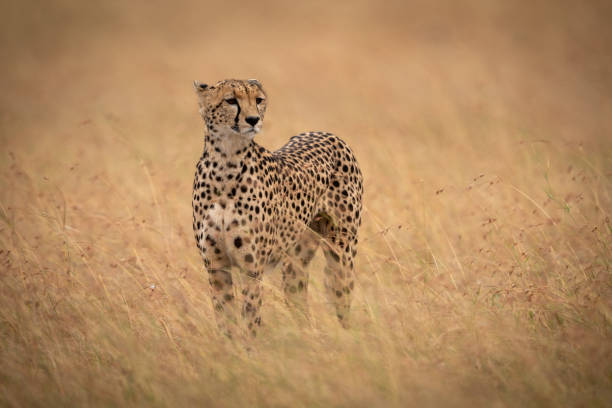 istock Cheetah standing in long grass raises head 1061719540