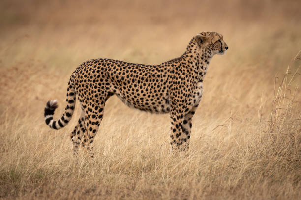 istock Cheetah standing in profile in long grass 1061719544