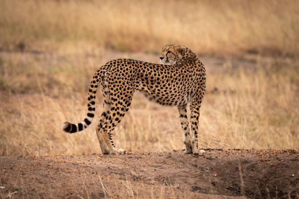 istock Cheetah standing on earth bank looks back 1061719566