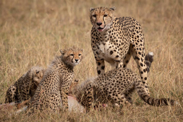 istock Cheetah stands as cubs eat Thomson gazelle 1061719594