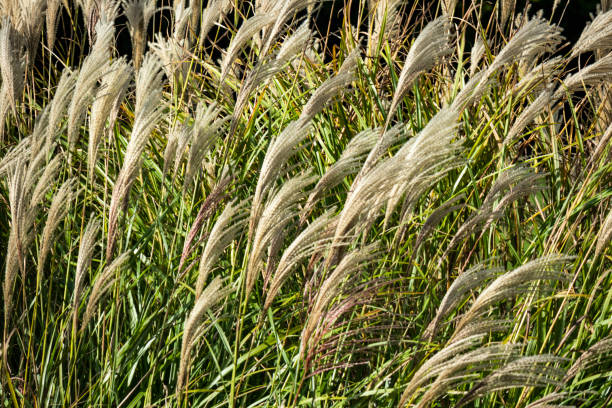 istock close up reeds at windy air in nature 1061719664
