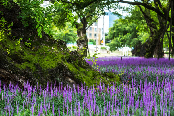 istock Vd737 Wang Dynasty in Wang willow forest 1061720018