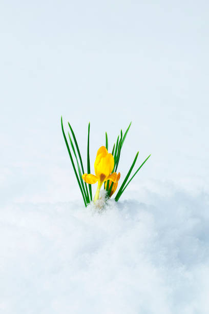 istock clear beautiful flower-snowdrop yellow Crocus makes its way from under the white snow in early spring in the garden 1061720094