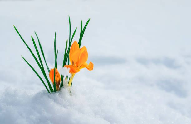 istock clear beautiful flower-snowdrop yellow Crocus makes its way from under the white snow in early spring in the garden 1061720096