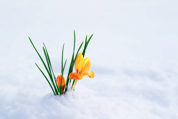 chiaro bellissimo fiore-goccia di neve giallo crocus si fa strada da sotto la neve bianca all'inizio della primavera in giardino - snow crocus flower spring foto e immagini stock