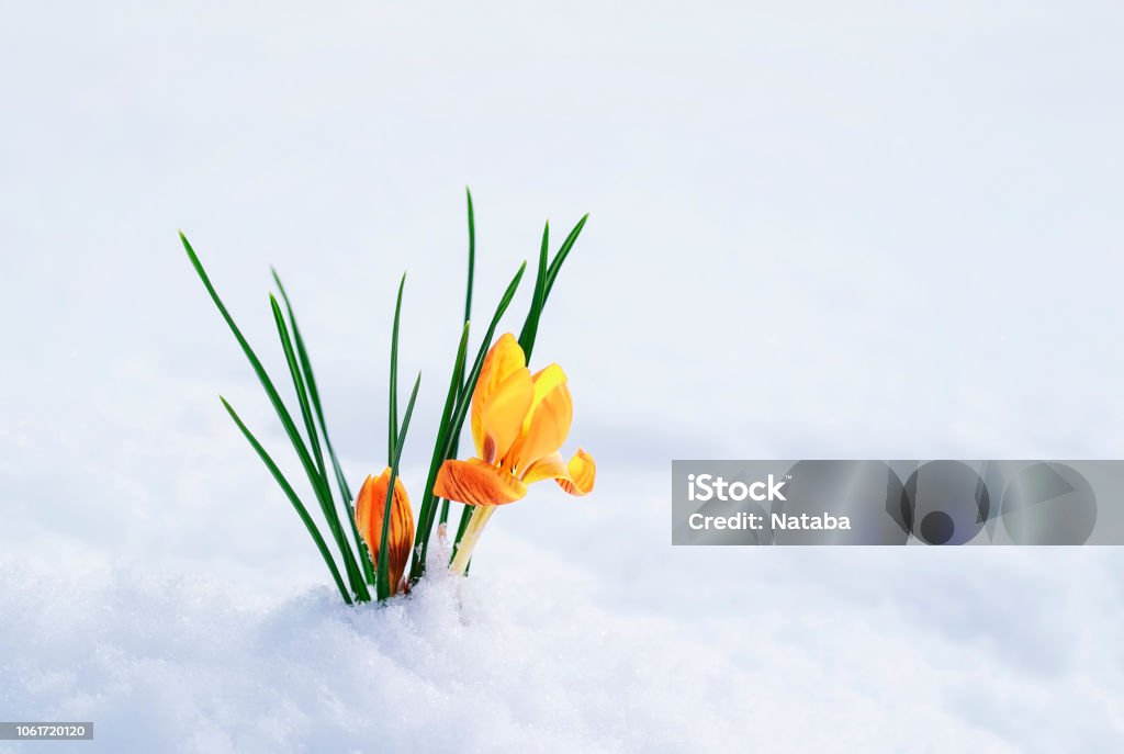 clear beautiful flower-snowdrop yellow Crocus makes its way from under the white snow in early spring in the garden beautiful snowdrop flower yellow Crocus makes its way from under a white snowdrift in early spring in a clear Park Snow Stock Photo