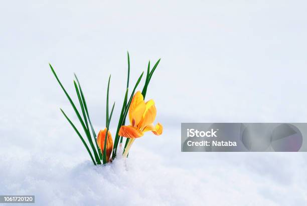 Clear Beautiful Flowersnowdrop Yellow Crocus Makes Its Way From Under The White Snow In Early Spring In The Garden Stock Photo - Download Image Now