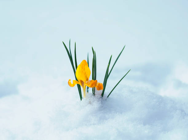 istock clear beautiful flower-snowdrop yellow Crocus makes its way from under the white snow in early spring in the garden 1061720122