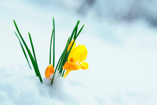 istock clear beautiful flower-snowdrop yellow Crocus makes its way from under the white snow in early spring in the garden 1061720130