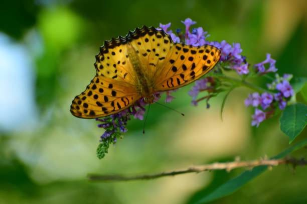 istock Buddleja/Butterfly Bush Flower and Butterfly 1061720422
