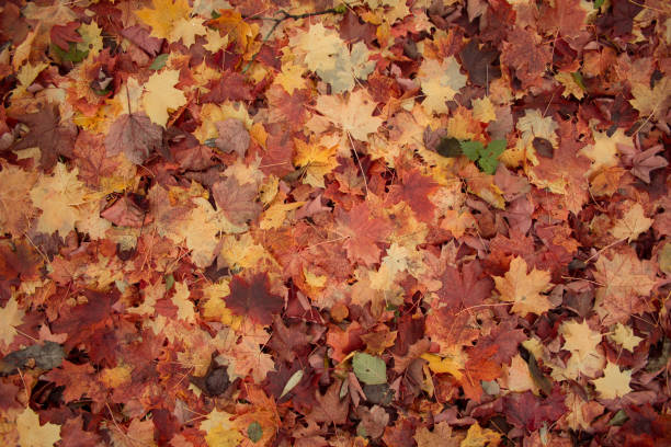istock colorful fallen autumn leaves on the ground 1061720636