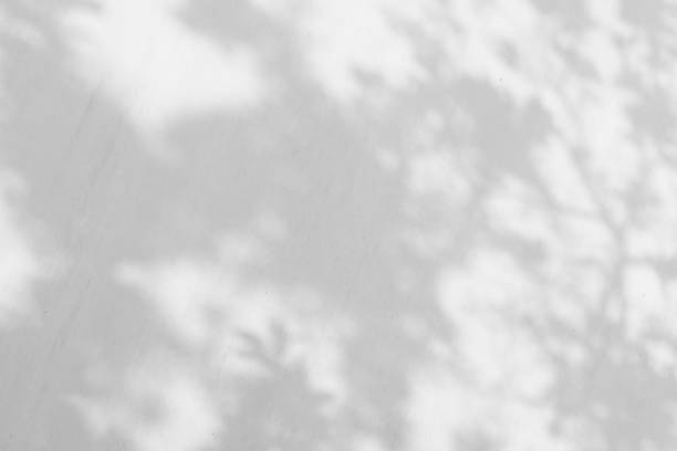 istock Black and White abstract background textuer of shadows leaf on a concrete wall 1061720648