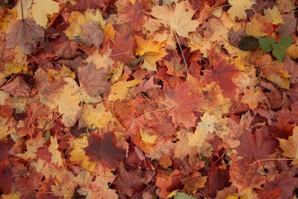 istock colorful fallen autumn leaves on the ground 1061720660