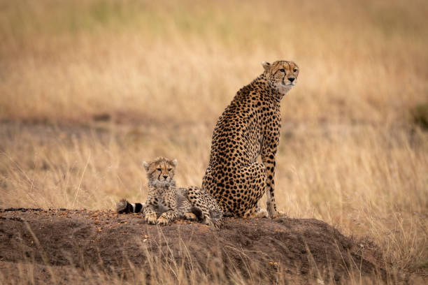 istock Cheetah sitting by cub on earth mound 1061722118