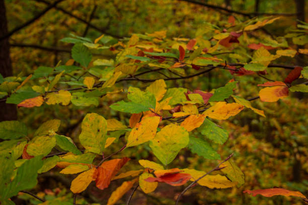 istock beautiful colorful autumn leaves in forest 1061722402