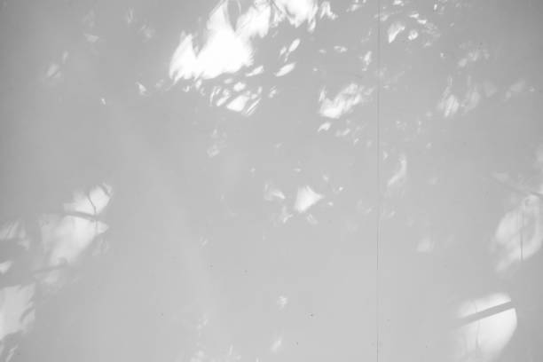 istock Black and White abstract background textuer of shadows leaf on a concrete wall 1061722538