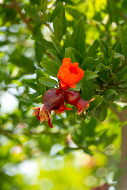 Pomegranate Tree with Flowers and Fruits
