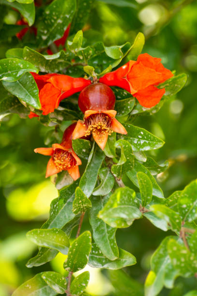 istock Pomegranate Tree with Flowers and Fruits 1061724606