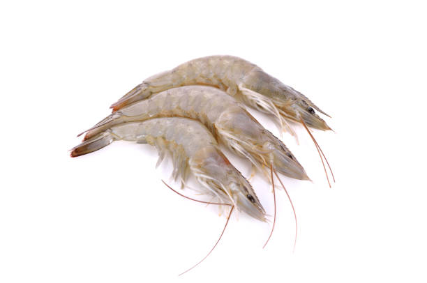 istock whole fresh vannamei shrimps on white background 1061724830