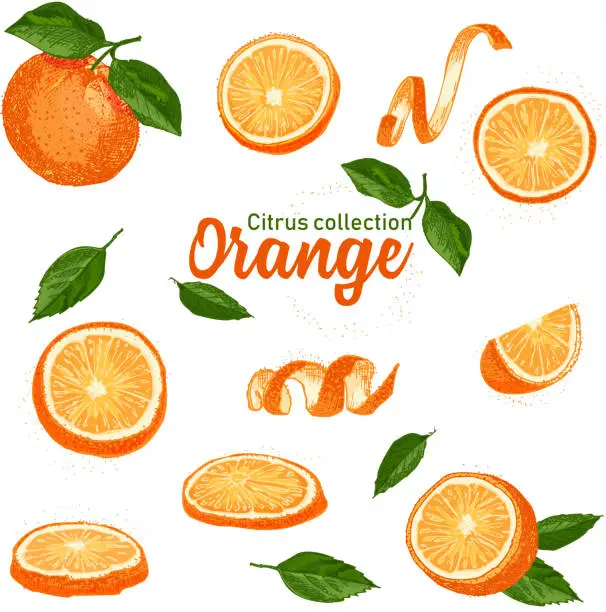 Vector illustration of Color set of hand drawn tropical citrus fruit. Orange. Ink sketch style. Good idea for templates menu, recipes, greeting cards.