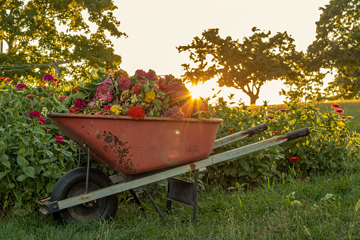 A wheelbarrow piled high with flower heads pruned from a patch of Zinnia Flowers. The older blossoms are pruned off to encourage new flowering to continue late into the season.