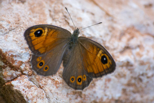 istock Southern Gatekeeper Butterfly on the Stone 1061727324