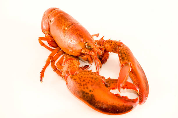 istock Delicious freshly steamed lobster 1061727448