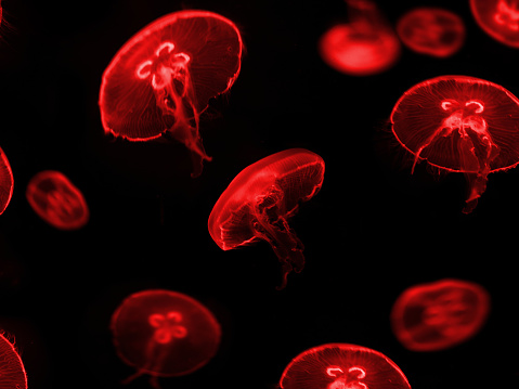 red jellyfish on black background -