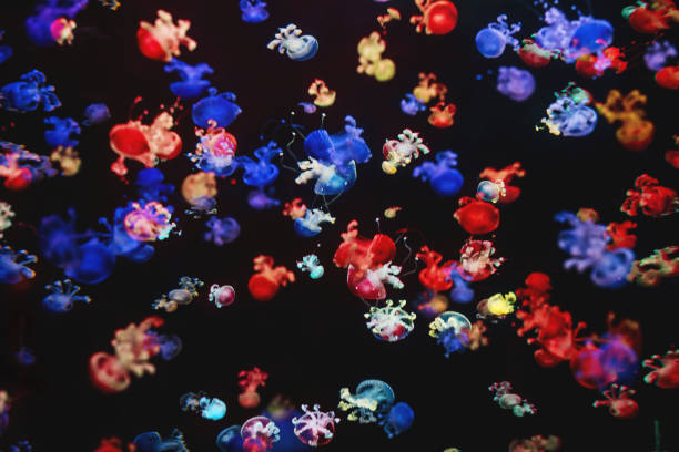 красочные медузы на черном фоне - белые пятнистые медузы - - white spotted jellyfish фотографии стоковые фото и изображения