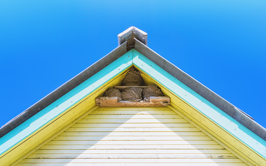 Bird's nests of swallows or house martins under the rooftop of a village house. The top fragment of a yellow wooden building under the blue sky on a sunny day. Space for copy, selective focus.