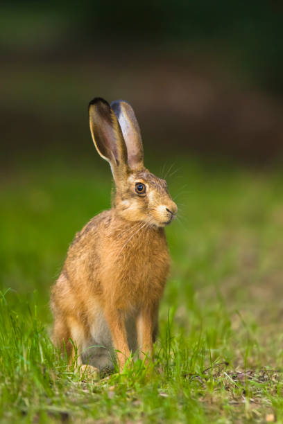 istock European Brown hare in meadow 1061731138