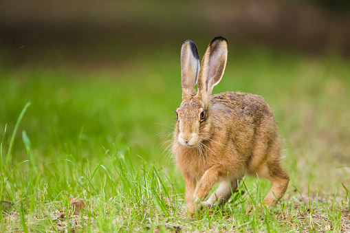 European Brown hare (Lepus europaeus) running in a meadow, Germany