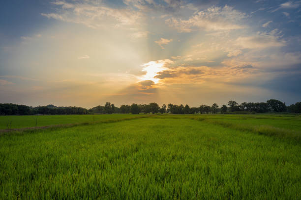 istock Beautiful rice field and sunset at Thailand. 1061731200