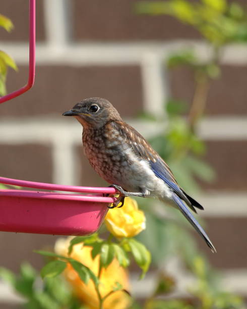 istock Juvenile Eastern Bluebirds at Feeder 1061732716