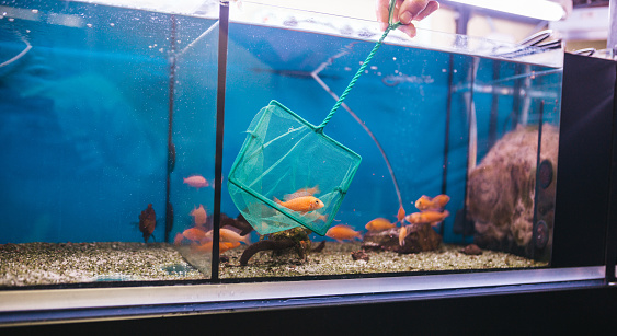 Male worker in aquarium shop trying to catch a fish with net from aquarium.