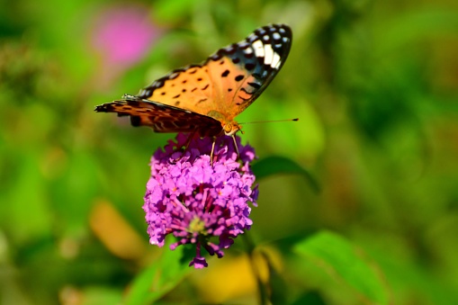 istock Buddleja/Butterfly Bush Flower and Butterfly 1061734192