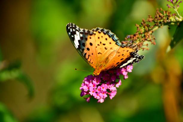 istock Buddleja/Butterfly Bush Flower and Butterfly 1061735498