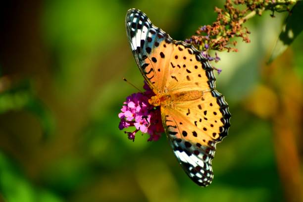 istock Buddleja/Butterfly Bush Flower and Butterfly 1061735626