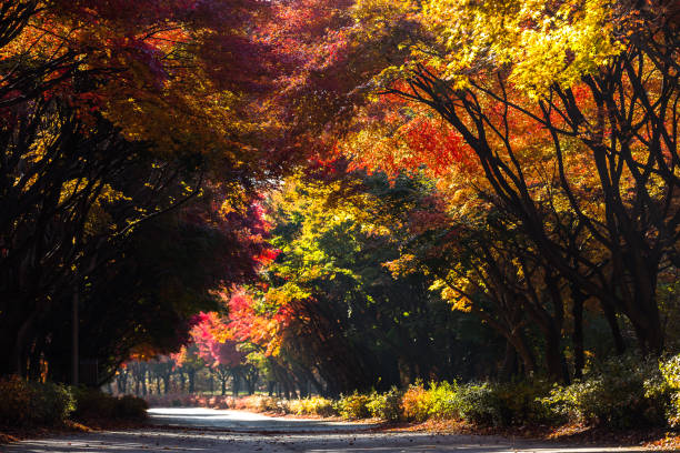 istock Vd737 Independence Hall of Cheonan maple tree 1061738254