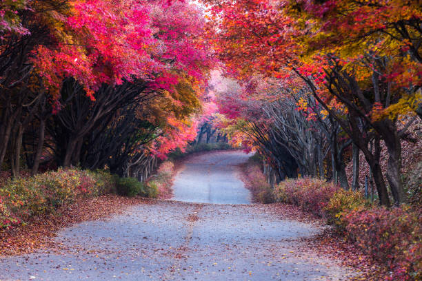 istock Vd737 Independence Hall of Cheonan maple tree 1061738922